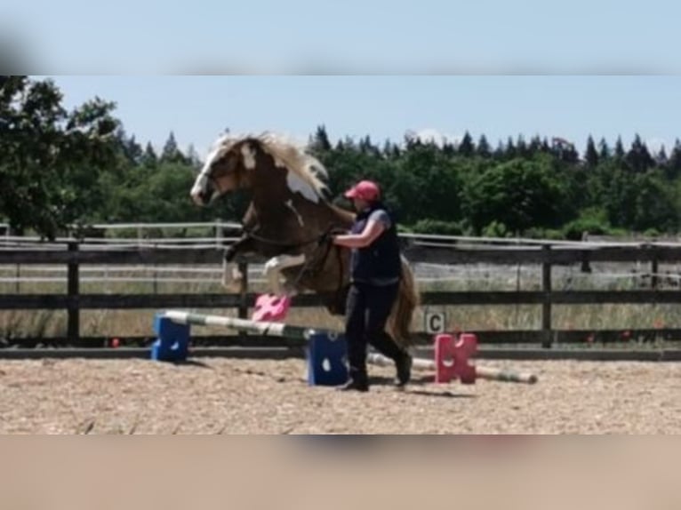 Haflinger Mix Stute 15 Jahre 147 cm Schecke in Weiterstadt