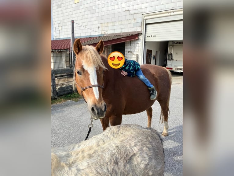 Haflinger Mix Stute 15 Jahre 150 cm Dunkelfuchs in Obertrum am See