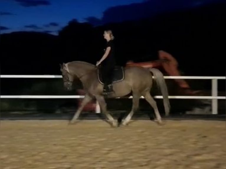 Haflinger Mix Stute 15 Jahre 150 cm Dunkelfuchs in Obertrum am See