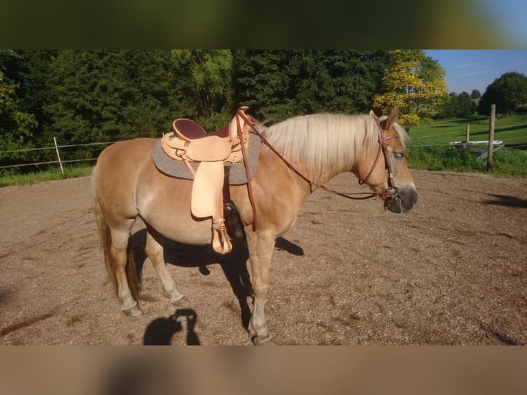 Haflinger Stute 15 Jahre 150 cm Falbe in Hennef