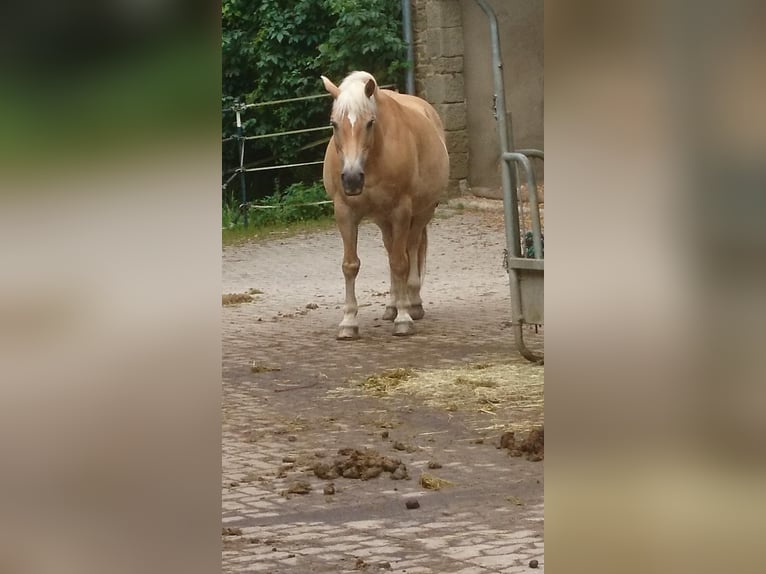 Haflinger Stute 15 Jahre 150 cm Falbe in Hennef