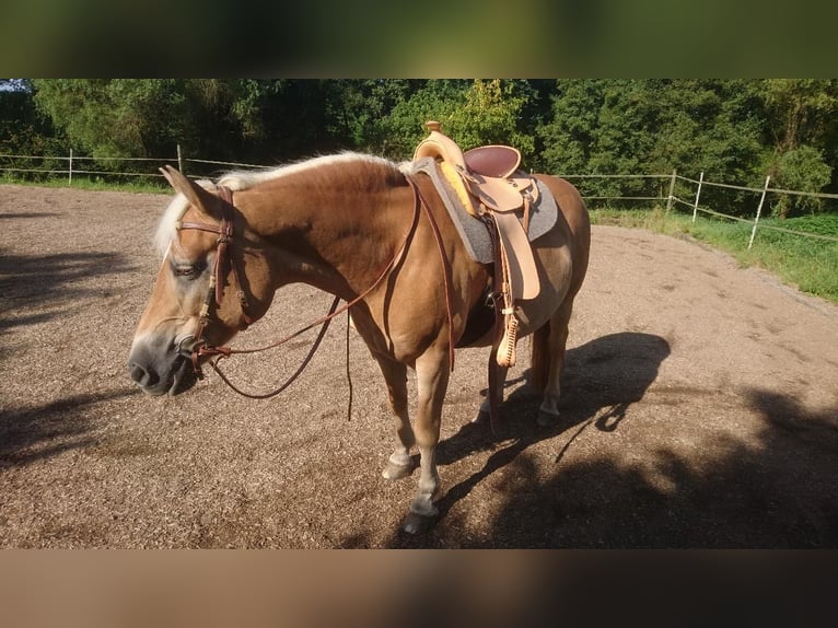 Haflinger Stute 15 Jahre 150 cm Falbe in Hennef