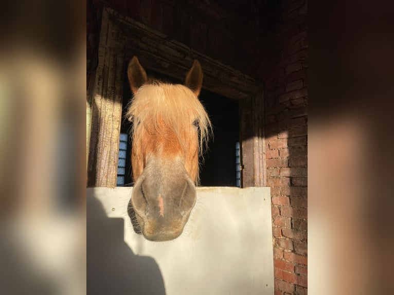 Haflinger Stute 15 Jahre 150 cm  in Aurich