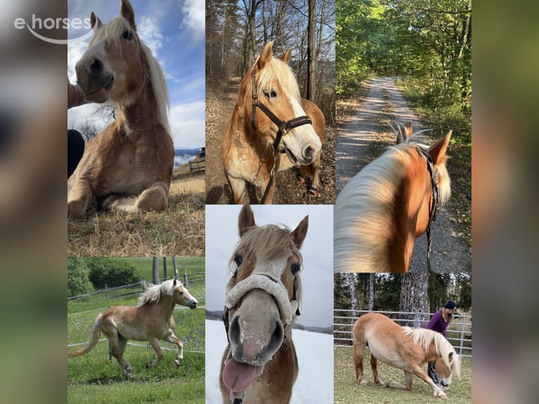 Haflinger Stute 15 Jahre 150 cm  in Nöstach