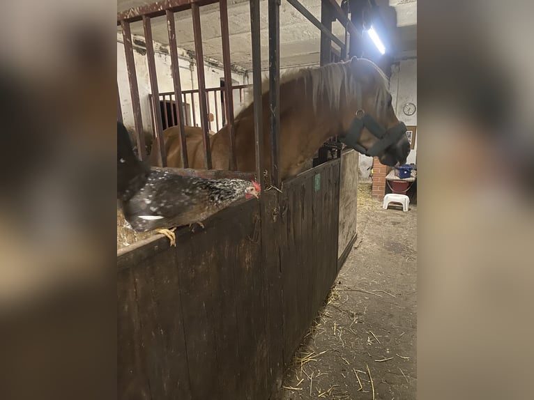 Haflinger Stute 15 Jahre 150 cm Fuchs in Bergkamen