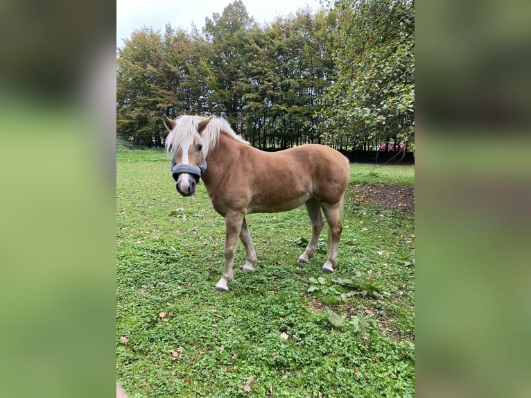 Haflinger Stute 15 Jahre 150 cm Fuchs in Bergkamen