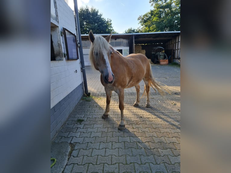 Haflinger Stute 15 Jahre 150 cm Fuchs in Rheinberg