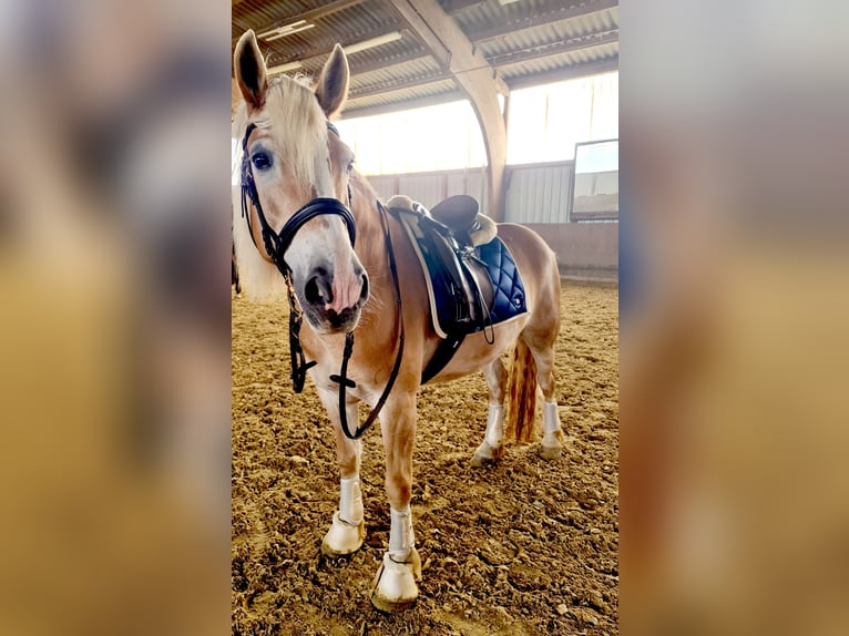 Haflinger Stute 15 Jahre 150 cm Fuchs in Rheinberg