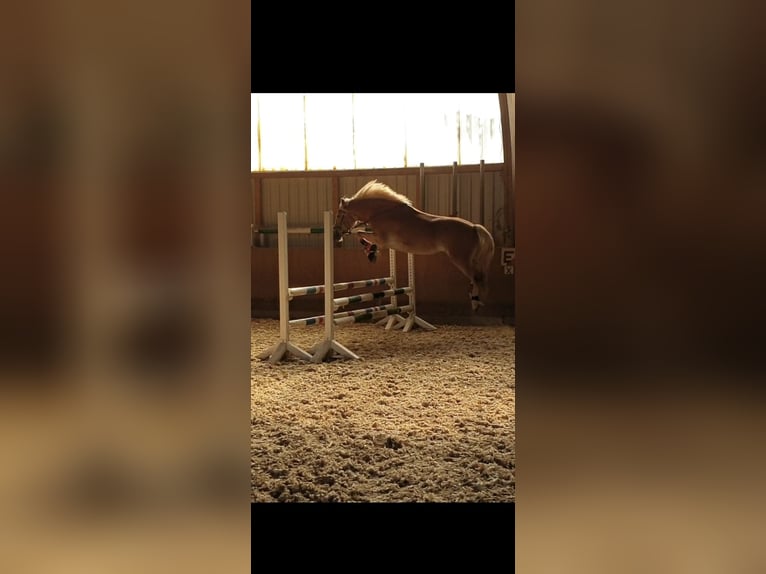 Haflinger Stute 15 Jahre 150 cm Fuchs in Rheinberg