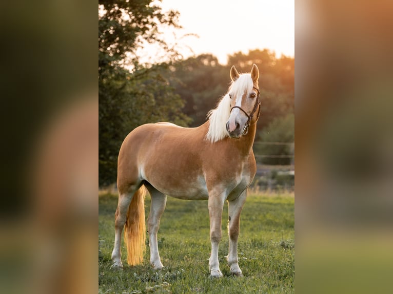 Haflinger Stute 15 Jahre 150 cm Fuchs in Rheinberg