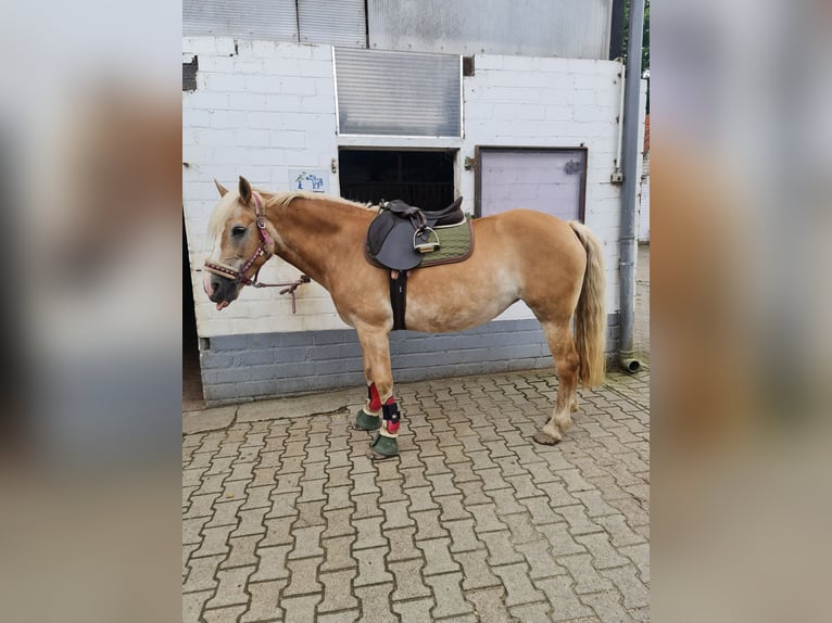 Haflinger Stute 15 Jahre 150 cm Fuchs in Rheinberg