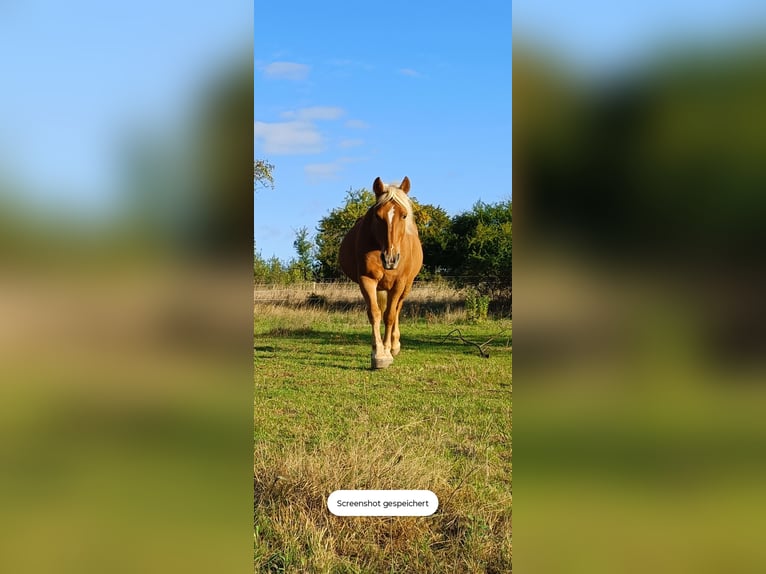 Haflinger Mix Stute 15 Jahre 150 cm Fuchs in Wöllstadt
