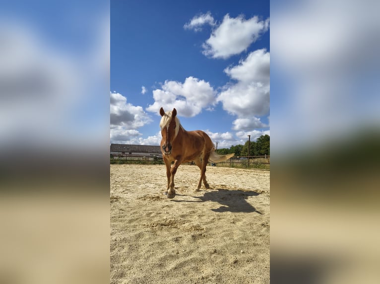 Haflinger Mix Stute 15 Jahre 150 cm Fuchs in Wöllstadt
