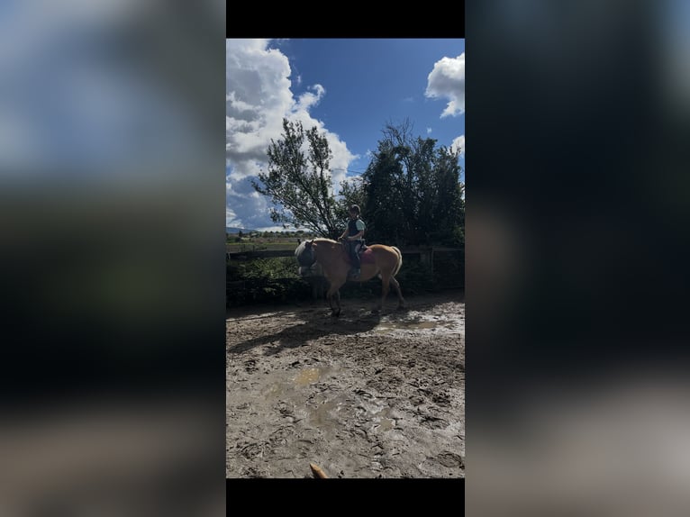Haflinger Mix Stute 15 Jahre 152 cm in Einhausen
