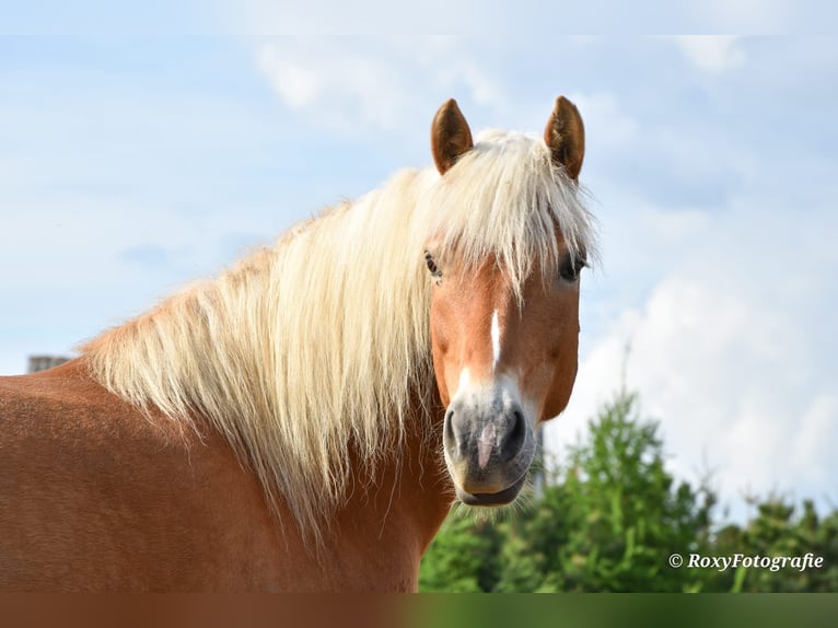 Haflinger Stute 15 Jahre 152 cm Fuchs in Falkenberg/Elster