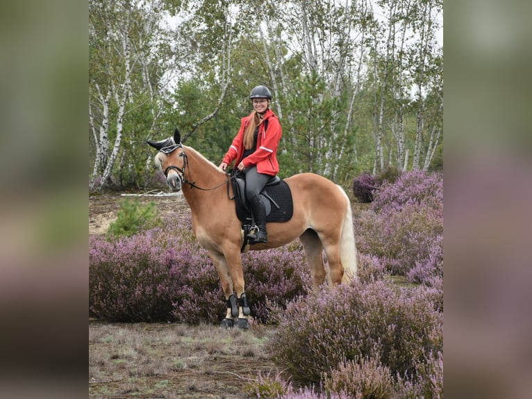 Haflinger Stute 15 Jahre 152 cm Fuchs in Falkenberg/Elster
