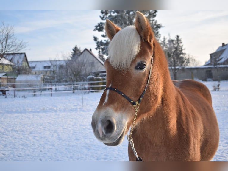 Haflinger Stute 15 Jahre 152 cm Fuchs in Falkenberg/Elster