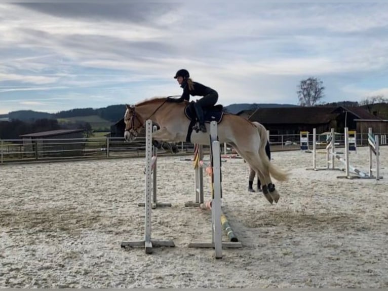 Haflinger Stute 15 Jahre 154 cm Fuchs in Cham