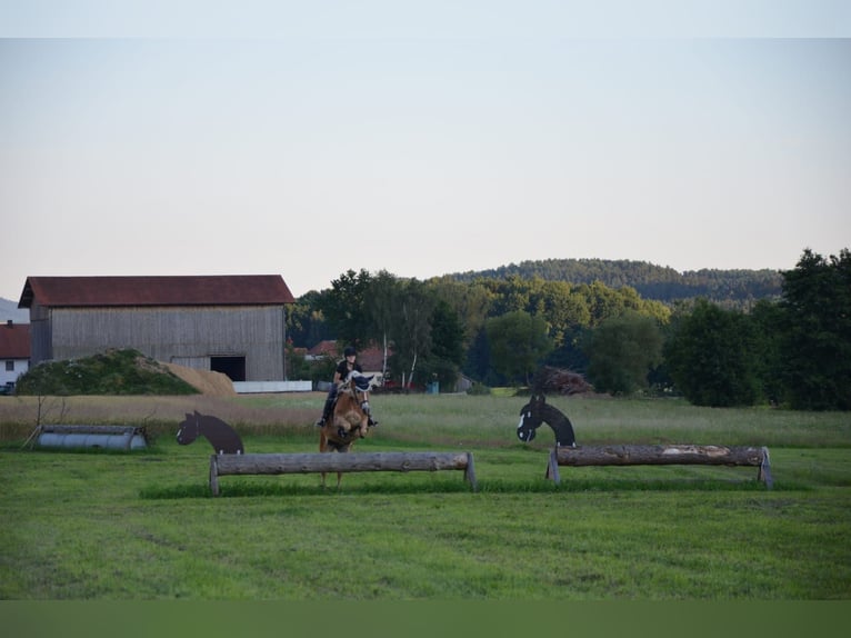 Haflinger Stute 15 Jahre 154 cm Fuchs in Cham