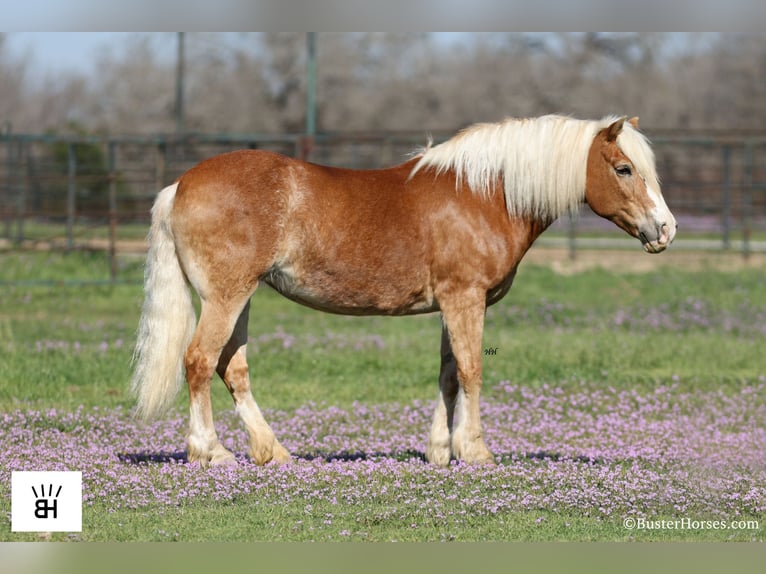 Haflinger Stute 15 Jahre Rotfuchs in Weatherford TX