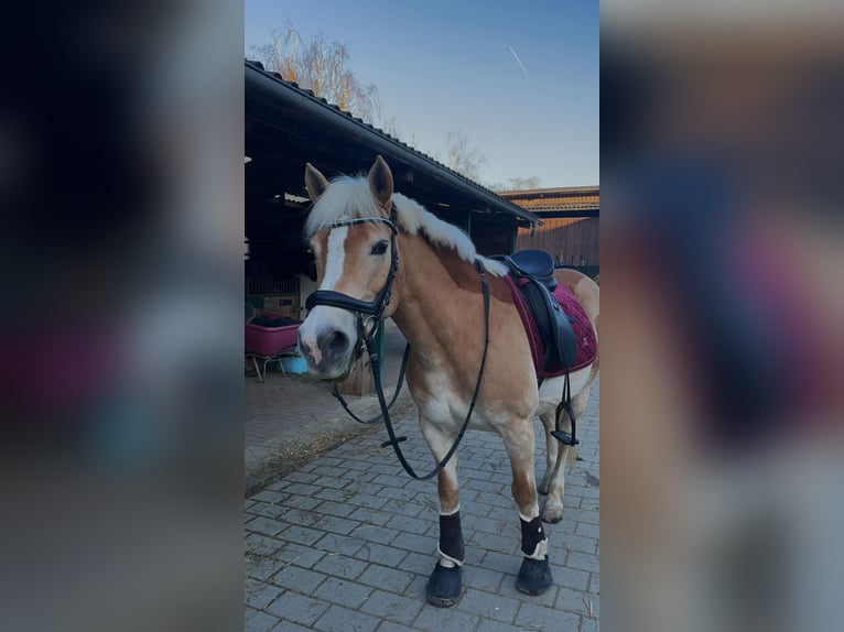 Haflinger Stute 16 Jahre 143 cm Fuchs in Bruchsal