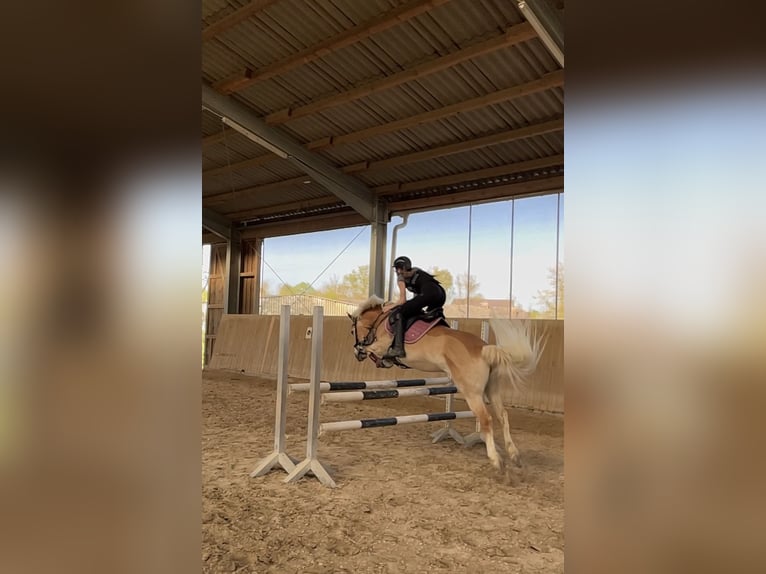 Haflinger Stute 16 Jahre 143 cm Fuchs in Bruchsal