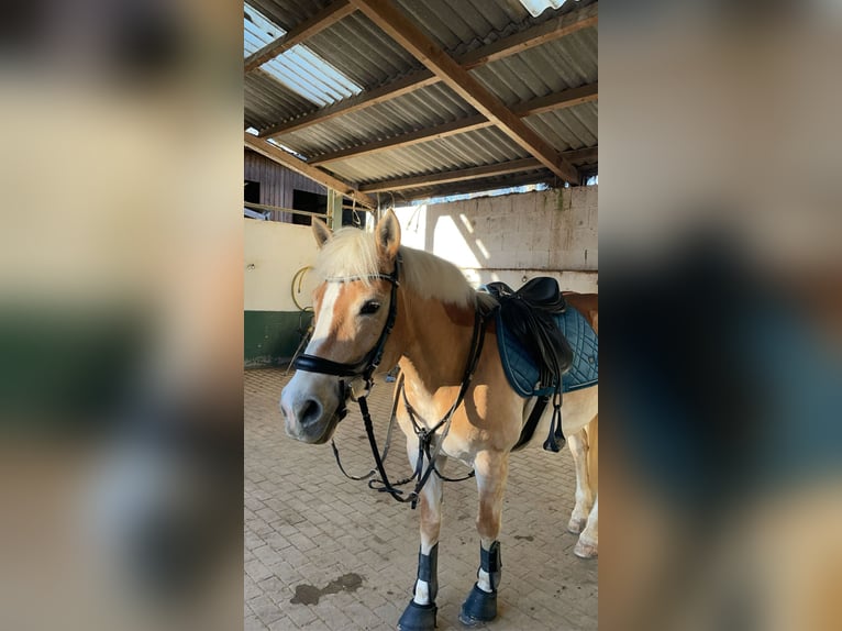 Haflinger Stute 16 Jahre 143 cm Fuchs in Bruchsal