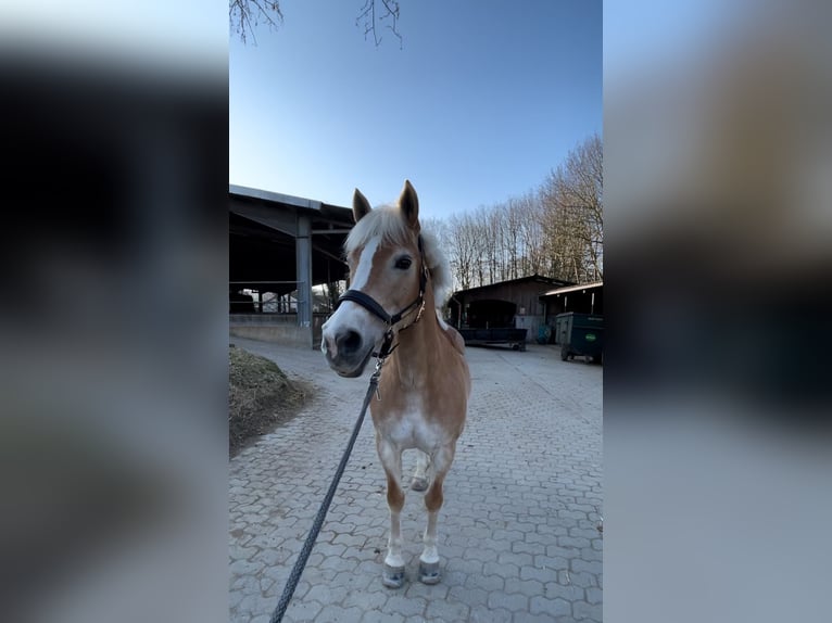 Haflinger Stute 16 Jahre 143 cm Fuchs in Bruchsal