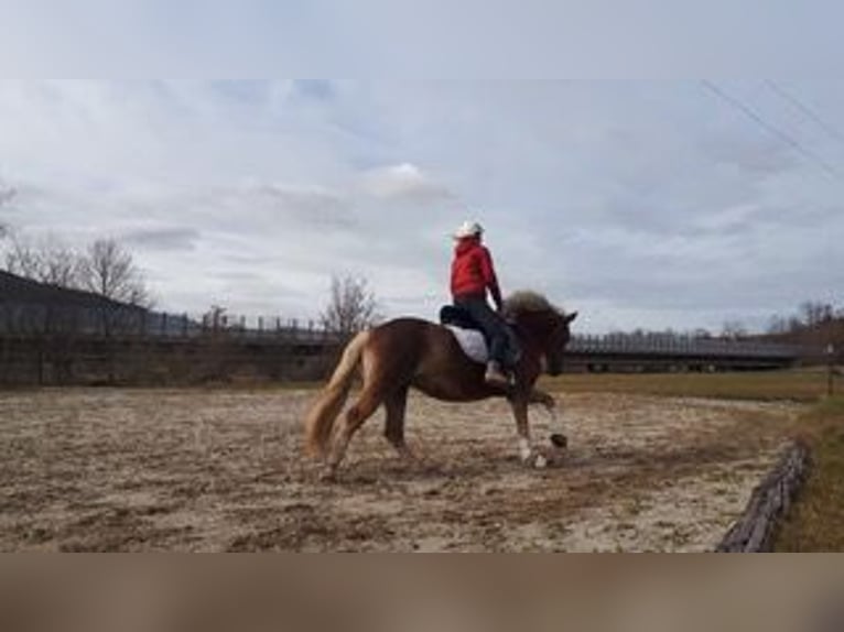 Haflinger Stute 16 Jahre 145 cm Dunkelfuchs in Schlierbach