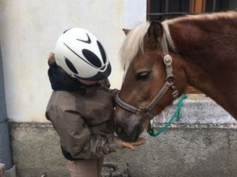 Haflinger Stute 16 Jahre 145 cm Dunkelfuchs in Schlierbach