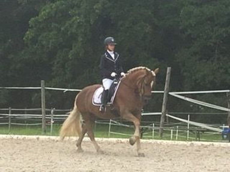Haflinger Stute 16 Jahre 145 cm Dunkelfuchs in Schlierbach