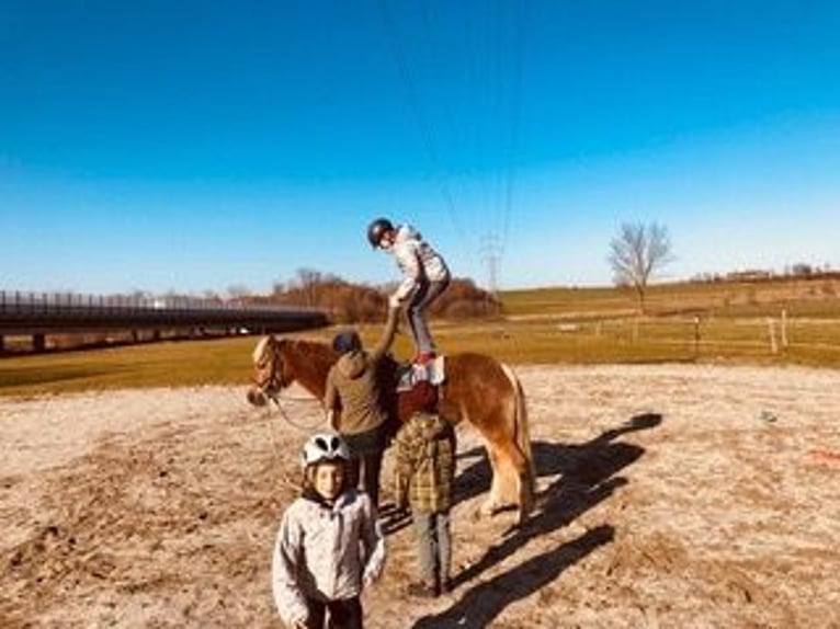 Haflinger Stute 16 Jahre 145 cm Dunkelfuchs in Schlierbach