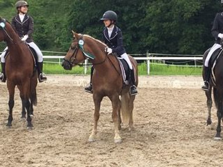 Haflinger Stute 16 Jahre 145 cm Dunkelfuchs in Schlierbach