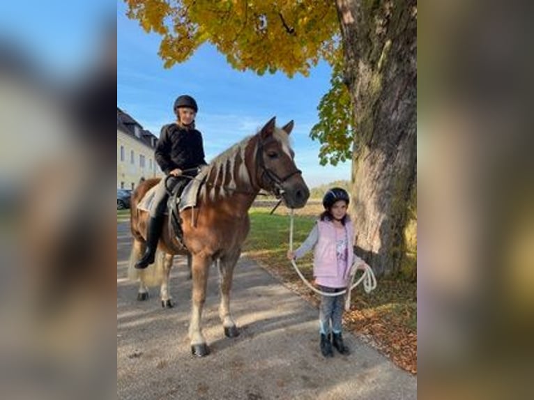 Haflinger Stute 16 Jahre 145 cm Dunkelfuchs in Schlierbach