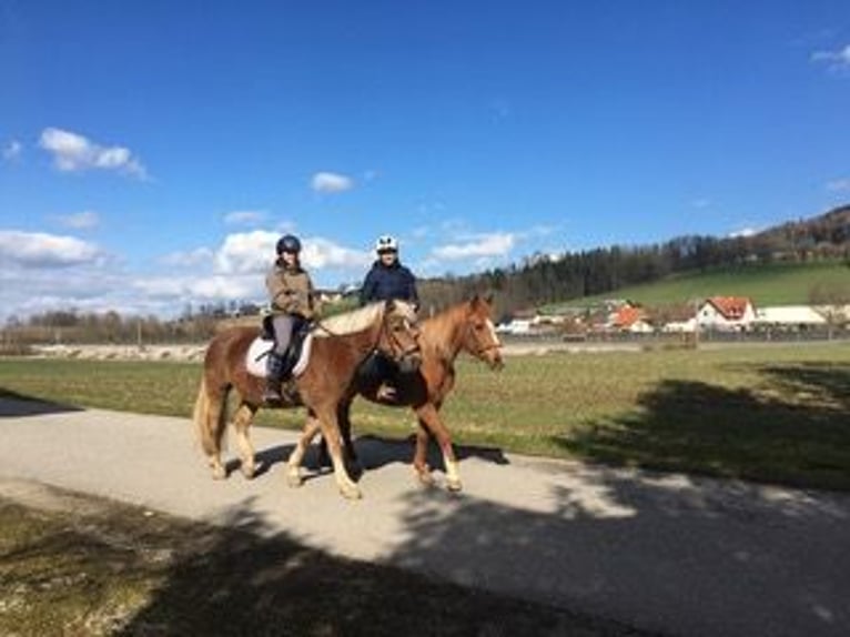 Haflinger Stute 16 Jahre 145 cm Dunkelfuchs in Schlierbach