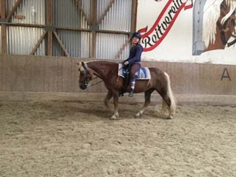 Haflinger Stute 16 Jahre 145 cm Dunkelfuchs in Schlierbach