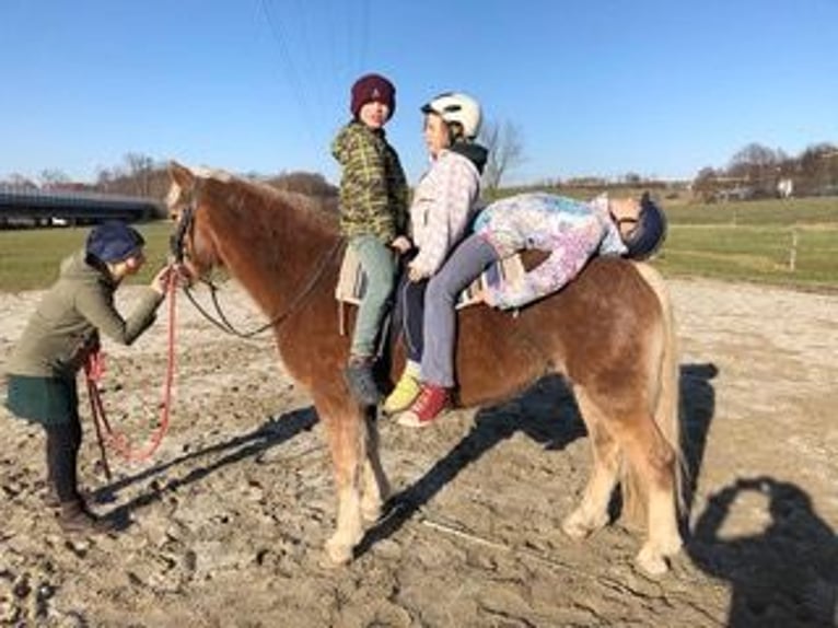 Haflinger Stute 16 Jahre 145 cm Dunkelfuchs in Schlierbach