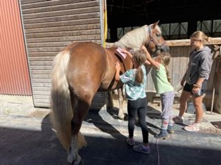 Haflinger Stute 16 Jahre 145 cm Dunkelfuchs in Schlierbach