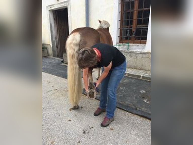 Haflinger Stute 16 Jahre 145 cm Dunkelfuchs in Schlierbach
