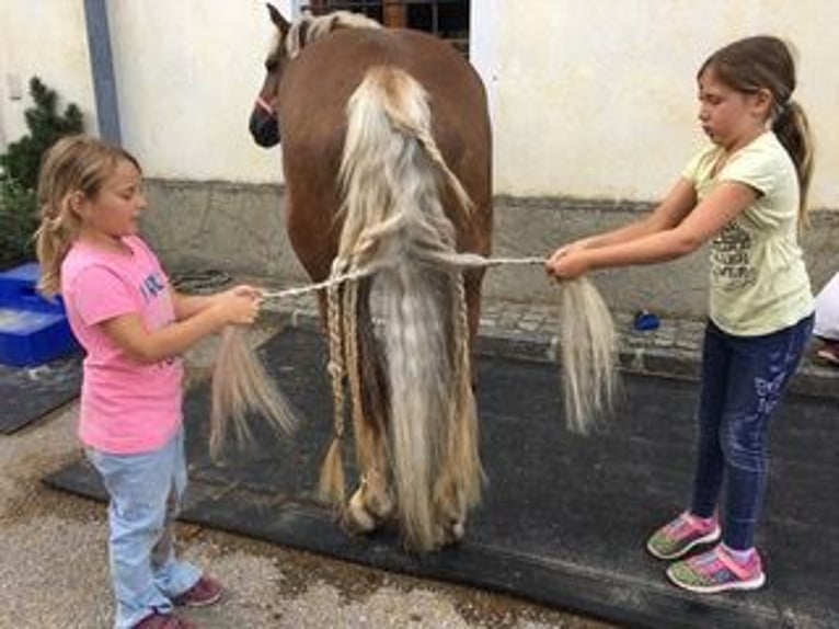 Haflinger Stute 16 Jahre 145 cm Dunkelfuchs in Schlierbach