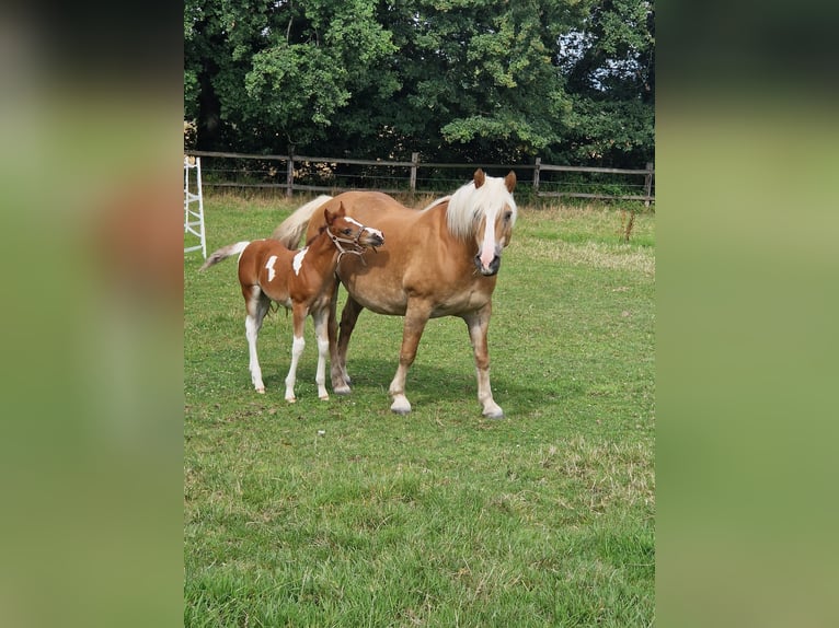 Haflinger Stute 16 Jahre 145 cm Fuchs in Hamm