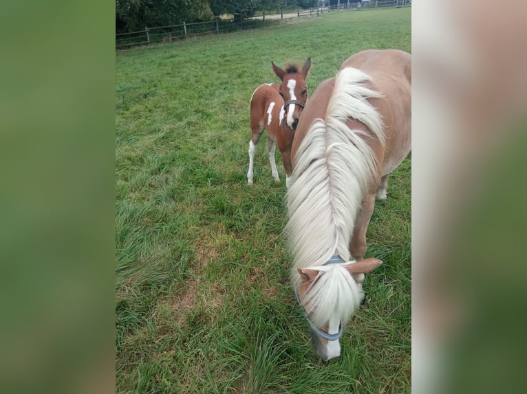 Haflinger Stute 16 Jahre 145 cm Fuchs in Hamm