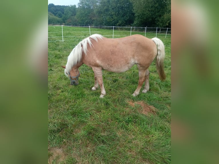 Haflinger Stute 16 Jahre 145 cm Fuchs in Hamm