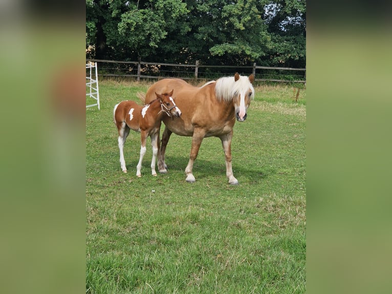Haflinger Stute 16 Jahre 145 cm Fuchs in Hamm