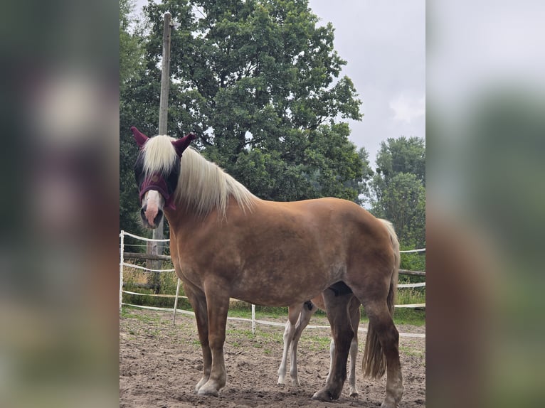 Haflinger Stute 16 Jahre 145 cm Fuchs in Hamm