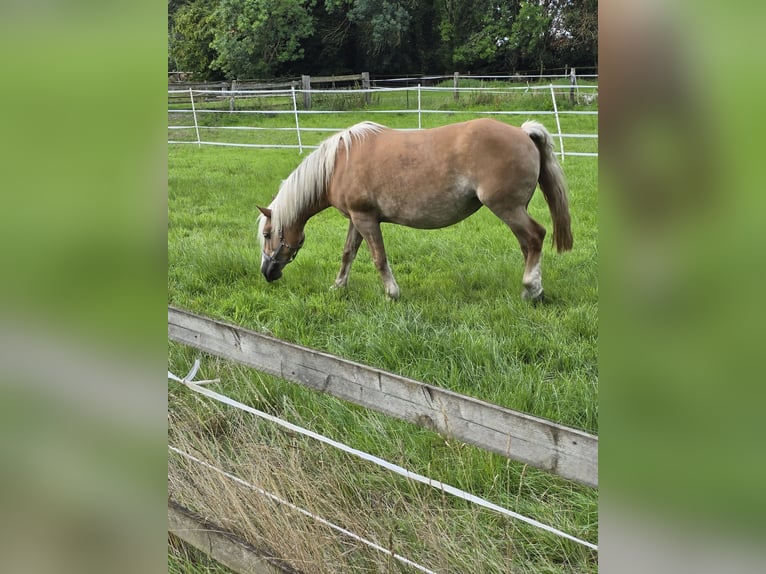 Haflinger Stute 16 Jahre 145 cm Fuchs in Hamm