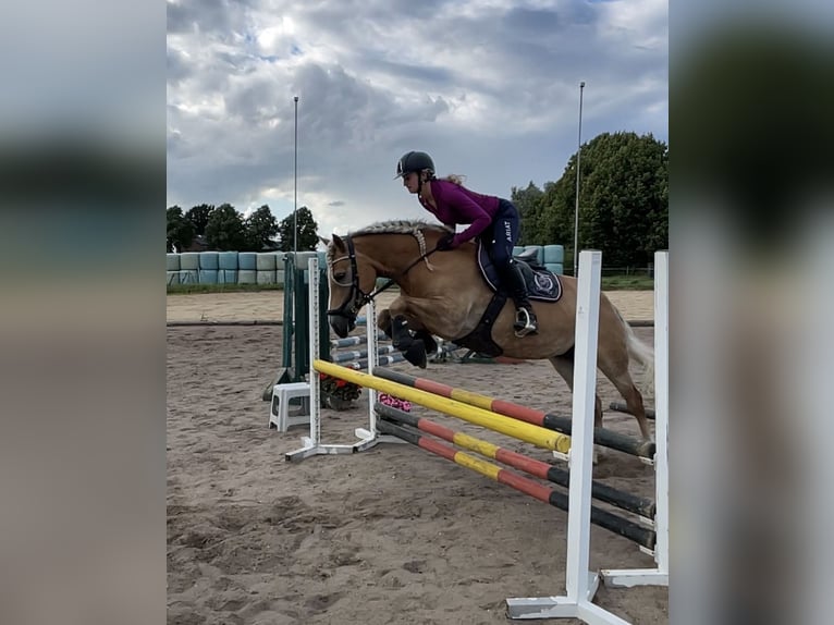Haflinger Stute 16 Jahre 146 cm in Quickborn