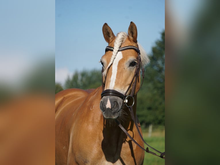 Haflinger Stute 16 Jahre 146 cm in Quickborn
