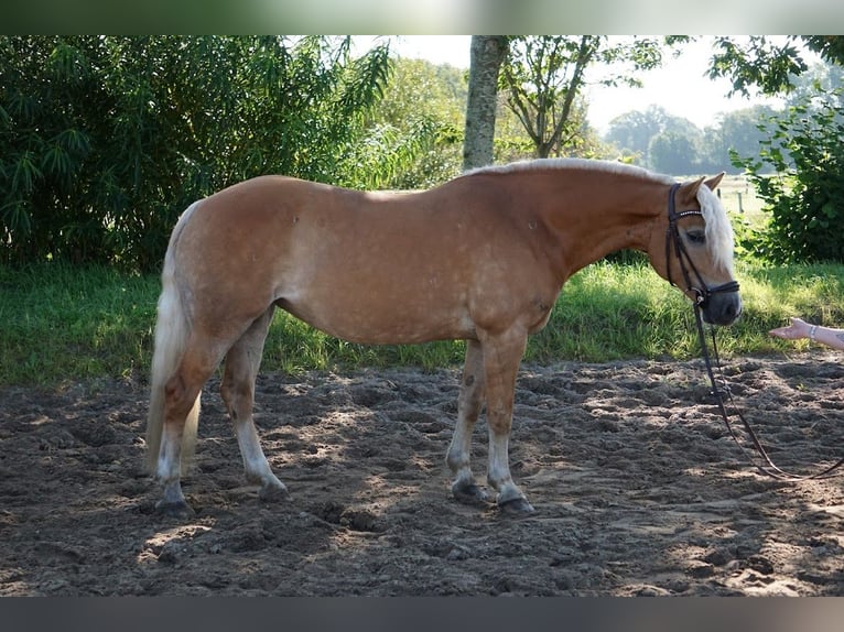 Haflinger Stute 16 Jahre 146 cm in Quickborn