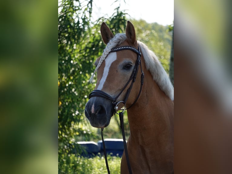 Haflinger Stute 16 Jahre 146 cm in Quickborn
